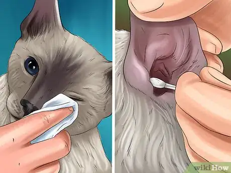 Image titled Take Care of a Javanese Cat Step 9