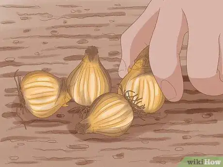 Image titled Force Daffodils Indoors Step 1