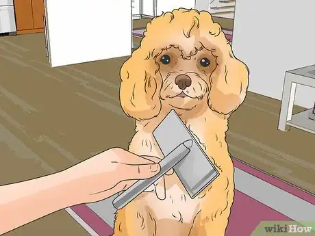 Image titled Know if a Bichon Frise Is the Right Dog Breed for You Step 5