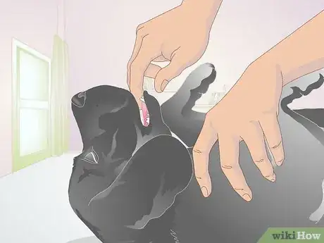 Image titled Perform CPR on a Dog Step 6