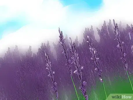 Image titled Prune and Harvest Lavender Step 2