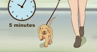 Introduce a Puppy to a Senior Dog