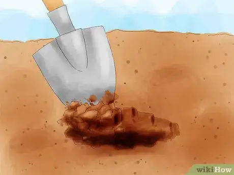 Image titled Plant Pyracantha Step 06