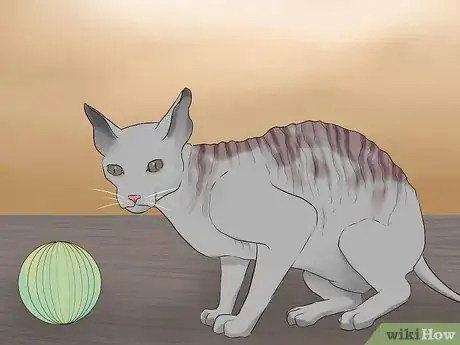 Image titled Identify a Cornish Rex Step 10