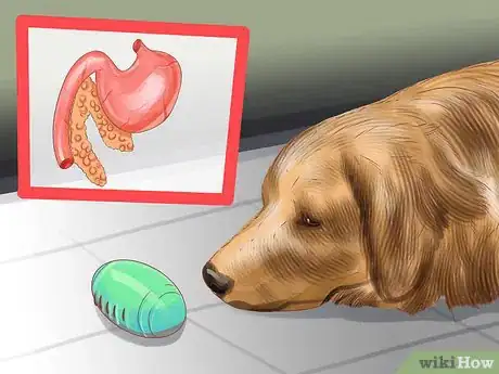 Image titled Diagnose Endocrine Disorders in Senior Dogs Step 3
