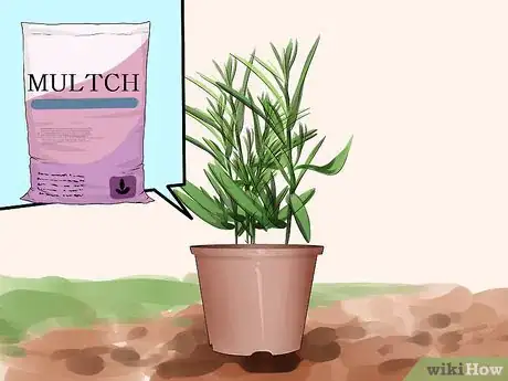 Image titled Grow Tarragon Step 11