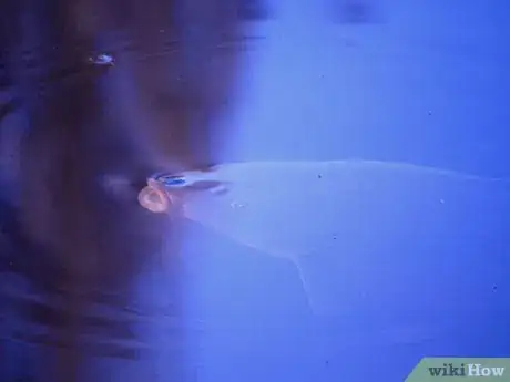 Image titled Survive in the Woods without Hunting Step 8