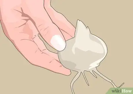 Image titled Grow and Care for Asiatic Lilies Step 3