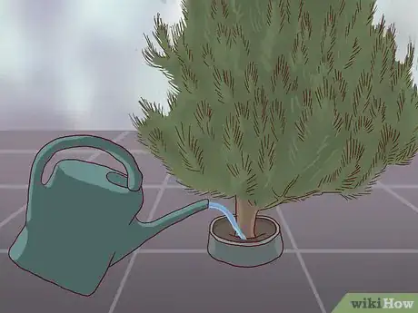 Image titled Care for a Living Christmas Tree Step 4