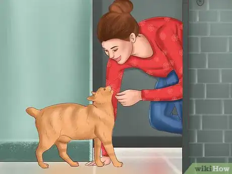 Image titled Care for a Pixiebob Cat Step 10