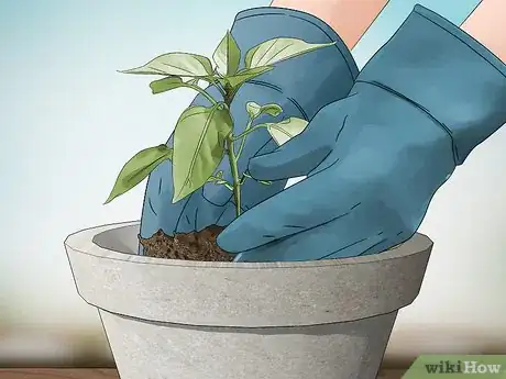 Image titled Grow Jalapenos in a Pot Step 4