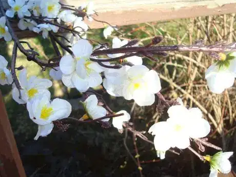 Image titled White apple blossoms yel ctr