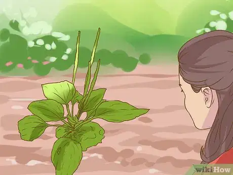 Image titled Harvest Plantain Leaves Step 2