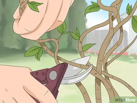 Image titled Prune Honeysuckle Step 8