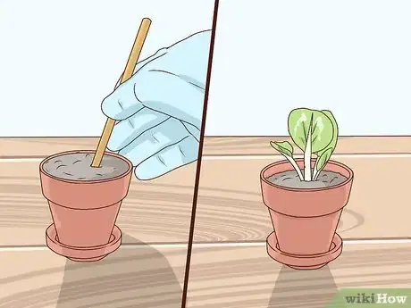Image titled Grow African Violets Step 8