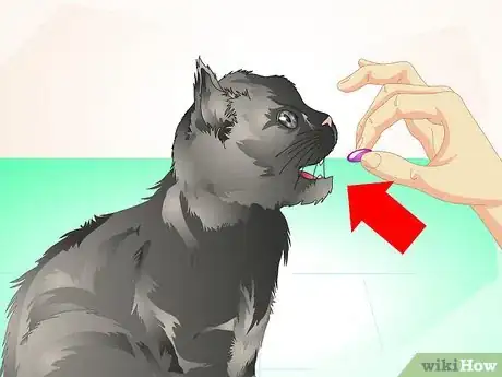 Image titled Deliver Oral Medication to Cats Step 1