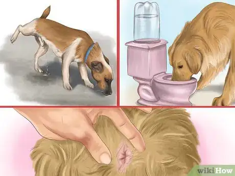 Image titled Keep Your Dog or Cat at Its Correct Weight Step 3