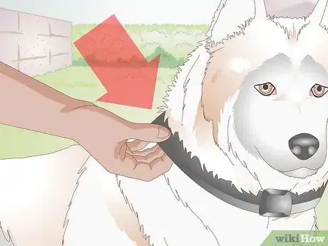 Image titled Find the Right Collar for Your Dog Step 1