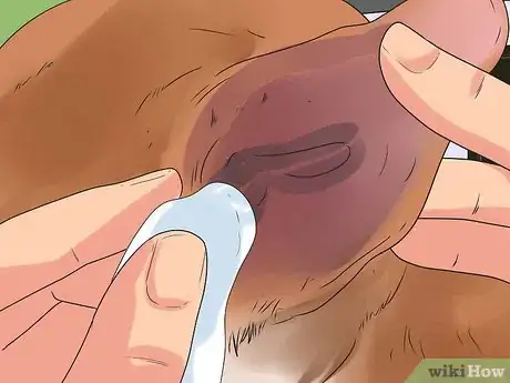 Image titled Clean a Terrier's Ears Step 6