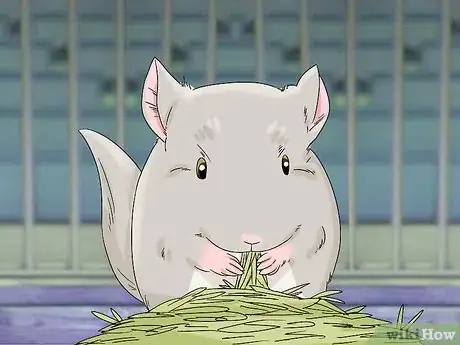 Image titled Handle Calcium Deficiency in Chinchillas Step 9