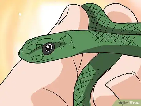 Image titled Choose Your First Pet Snake Step 1Bullet3