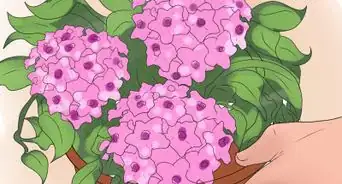 Care for a Hoya Plant