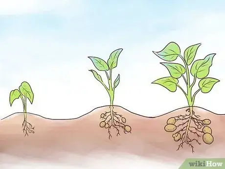 Image titled Grow Sweet Potatoes Step 19