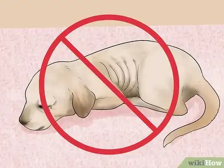 Image titled Buy a Labrador Retriever Puppy Step 19