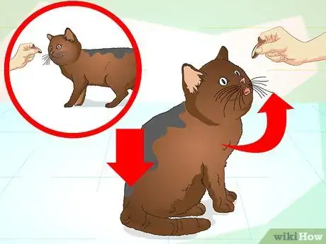 Image titled Teach Your Cat to Do Tricks Step 9