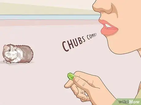 Image titled Teach Your Guinea Pig to Come when Called Step 18