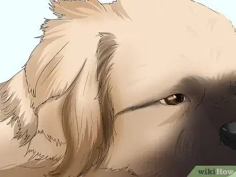 Image titled Identify a Pekingese Step 2