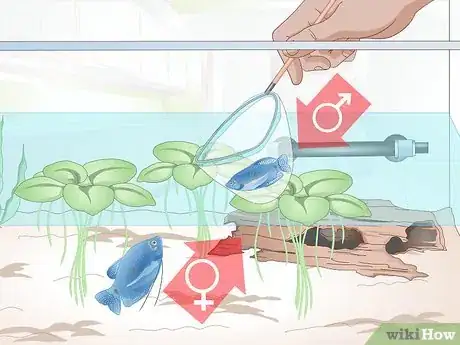 Image titled Breed Blue Gouramis Step 8