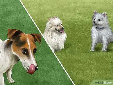 Image titled Introduce a New Dog in a Not Neutral Area Step 10