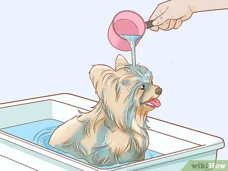 Image titled Groom a Yorkie Pomeranian Mix Step 8