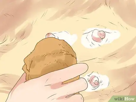 Image titled Deal with Newborn Puppy Nipple Guarding Step 7