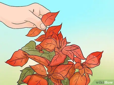 Image titled Grow Poinsettia Step 15