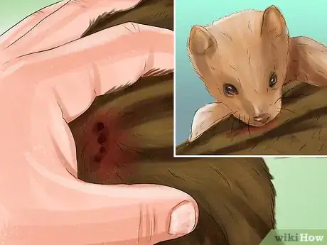 Image titled Catch Weasels Step 10