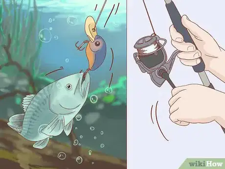 Image titled Fish at Night Step 21