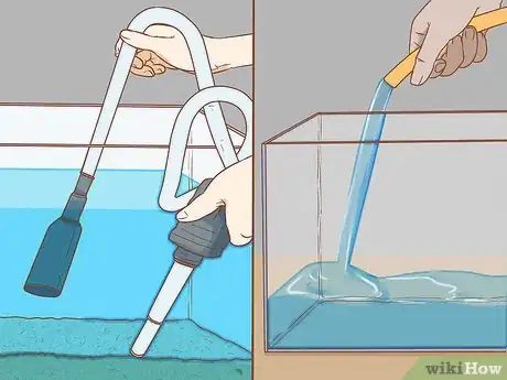 Image titled Help Pet Shop Bettas Step 12