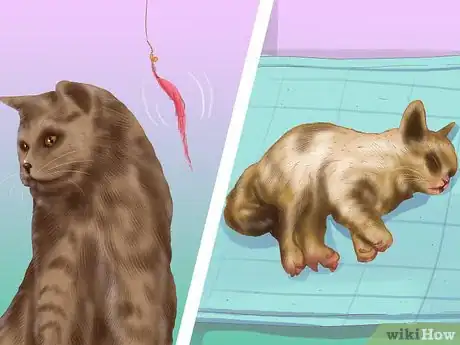 Image titled Diagnose Cytauxzoonosis in Cats Step 5