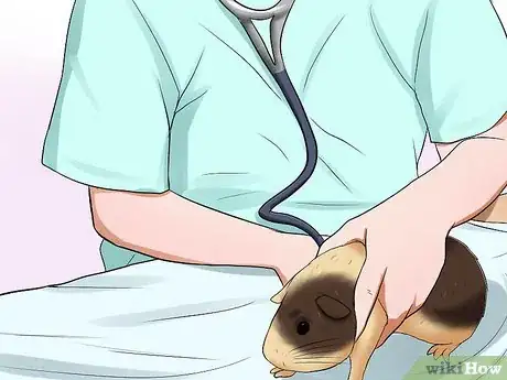 Image titled Prevent Malocclusion in Guinea Pigs Step 10