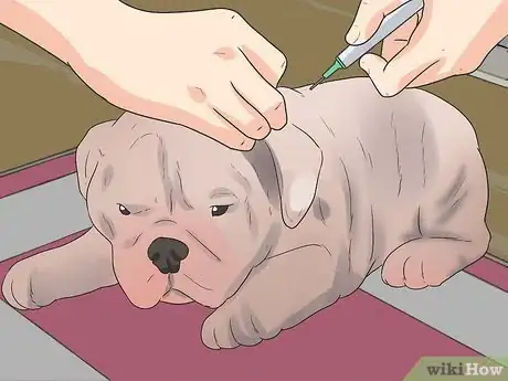 Image titled Care for Bulldogs Step 3