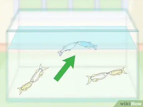 Image titled Breed Livebearing Tropical Fish Step 3