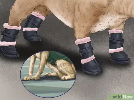 Image titled Care for Your Dog in the Winter Step 13