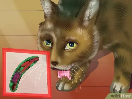 Image titled Diagnose Cytauxzoonosis in Cats Step 2