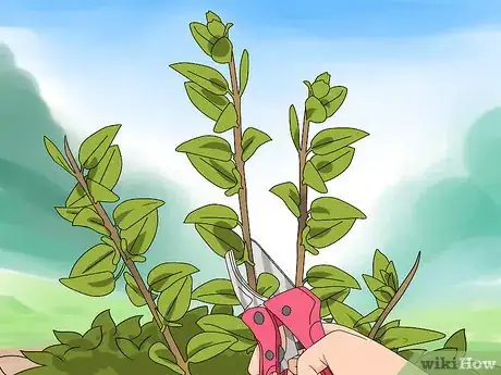 Image titled Prune Honeysuckle Step 5