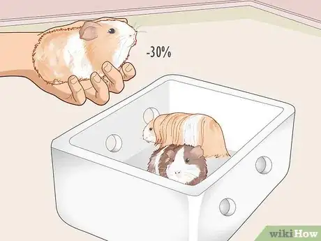Image titled Run a Guinea Pig Rescue Step 24