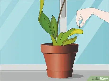 Image titled Care for Orchids Step 10