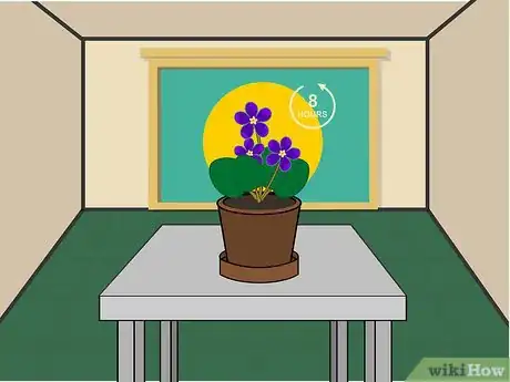 Image titled Grow African Violets Indoors Step 05