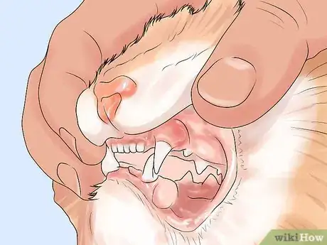 Image titled Diagnose and Treat Chylothorax in Cats Step 4